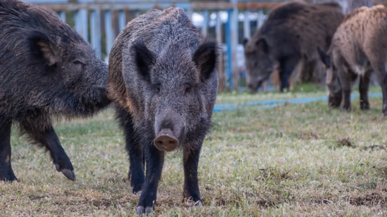 Río Negro va por la modernización de su Ley de Carnes: jabalí y guanaco llegarán a las góndolas locales