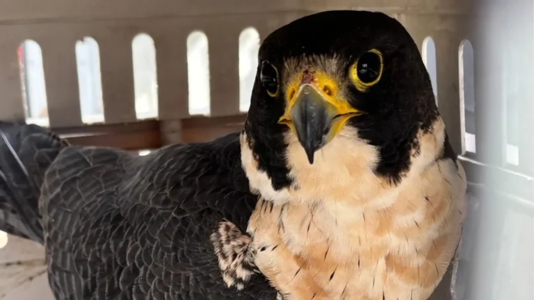 Rescataron y liberaron a un halcón peregrino tras completarse su rehabilitación en Río Negro