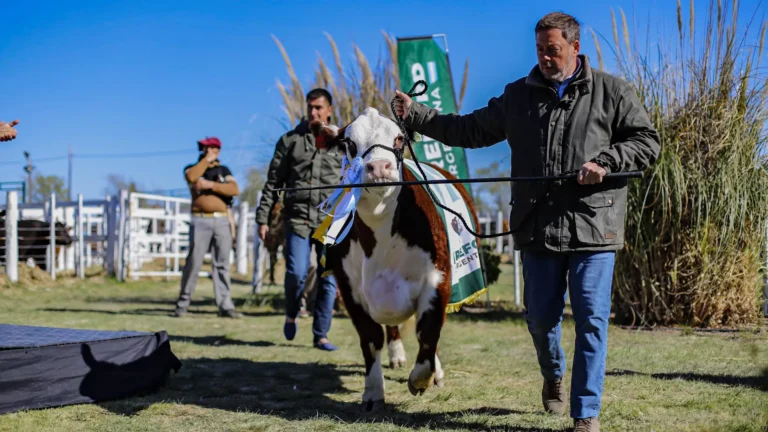 La Exposición Rural de Viedma cerró con ventas por más de $1.200 millones en remates de ganado