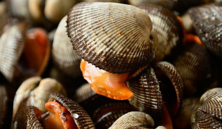Alerta preventiva en la costa rionegrina por la presencia de toxina paralizante en moluscos