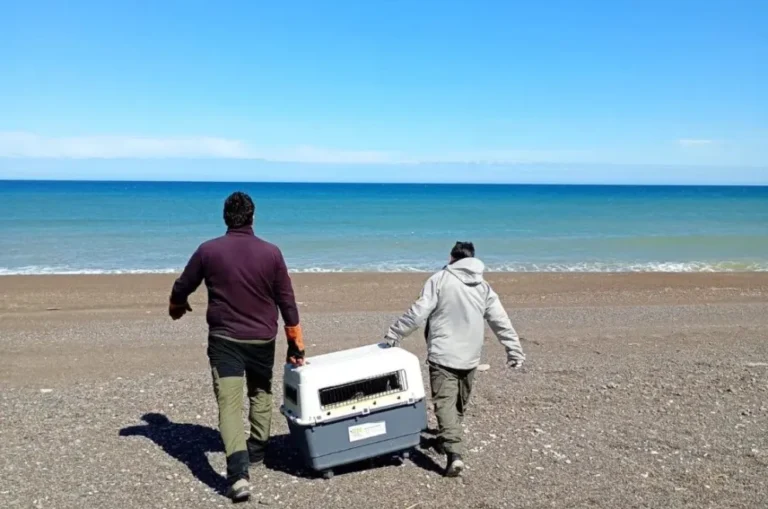 Rescataron a un lobo marino atrapado por un precinto en la costa de El Cóndor y logró regresar al mar