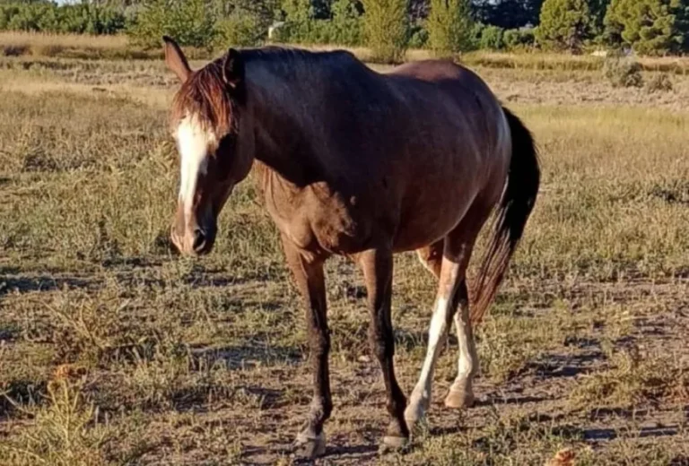 Robaron una yegua en Viedma y una familia solicita ayuda para localizarla