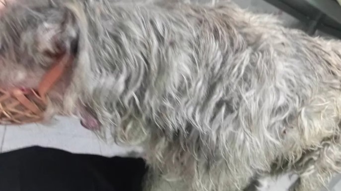 Atacaron con un arma blanca a una perra en Patagones y una vecina alertó sobre lo ocurrido